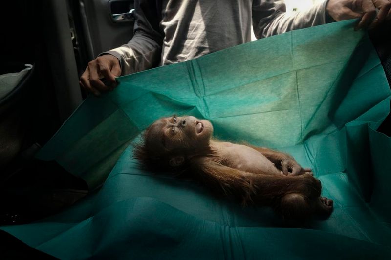 © Alain Schroeder - Image from the Saving Orangutans photography project