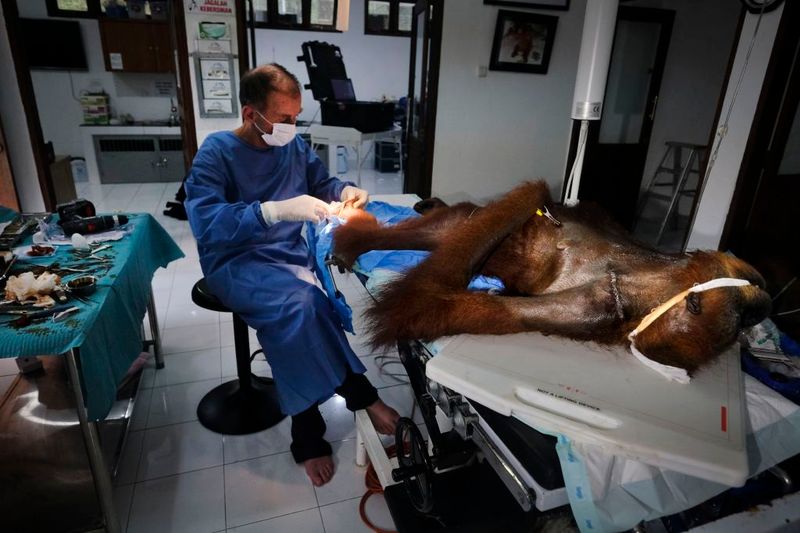 © Alain Schroeder - Image from the Saving Orangutans photography project