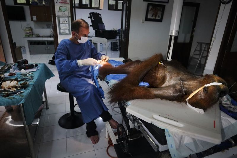 © Alain Schroeder - Image from the Saving Orangutans photography project