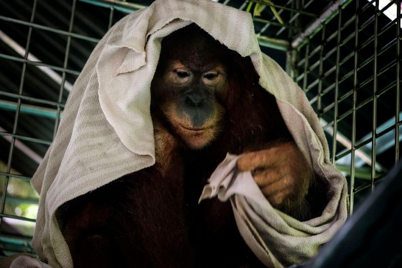© Alain Schroeder - Image from the Saving Orangutans photography project