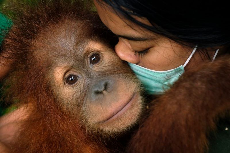 © Alain Schroeder - Image from the Saving Orangutans photography project