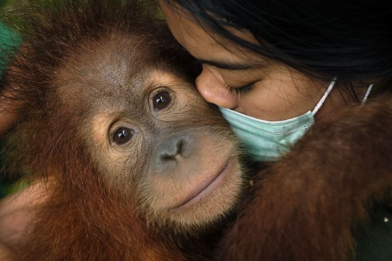 © Alain Schroeder - Image from the Saving Orangutans photography project