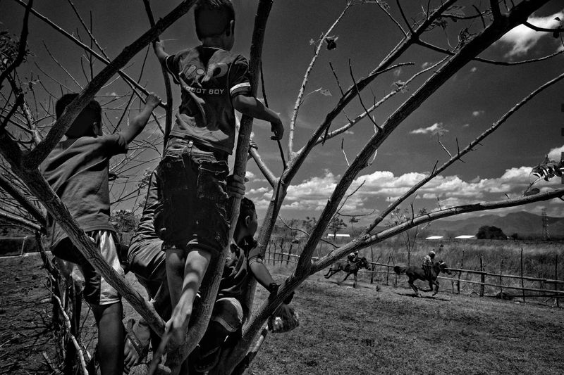 © Alain Schroeder - Indonesia, Sumbawa Island, Moyo, Boys climb into the trees along the track for a good view of the race.