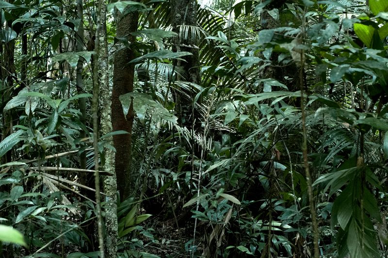 © Fabian Albertini - Image from the Pindorama photography project