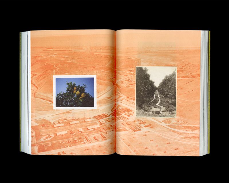 © Lindsay Buchman - Citrus as Memory: An Orchard for Three