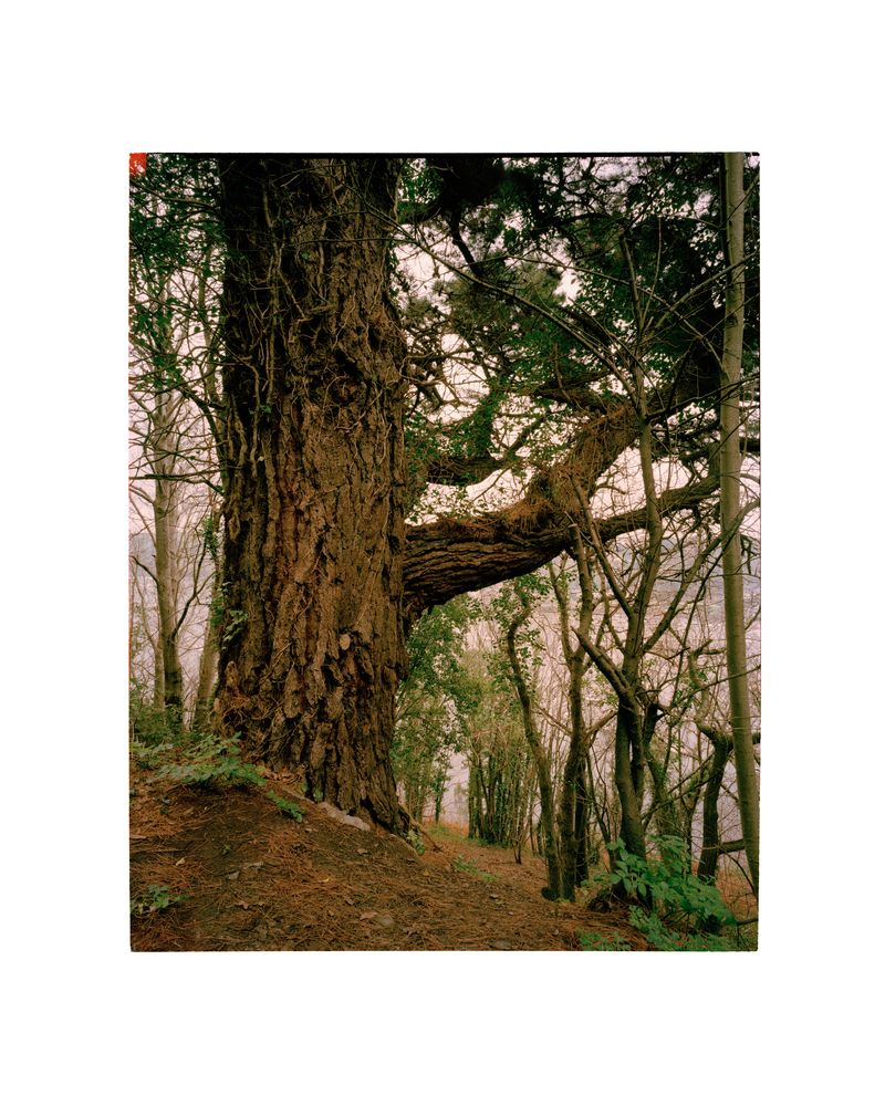 © George Selley - Image from the A Forest is Not a Free Market photography project