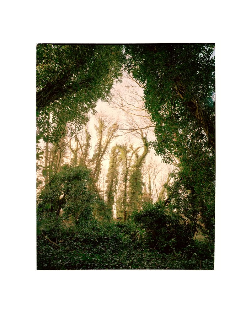 © George Selley - Image from the A Forest is Not a Free Market photography project