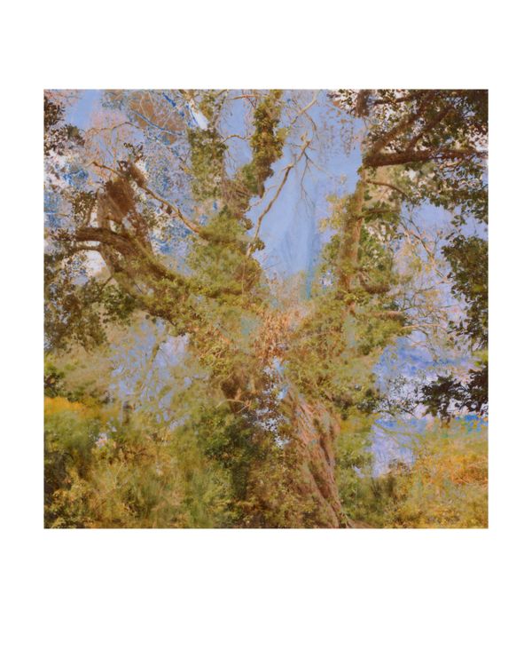 © George Selley - Image from the A Forest is Not a Free Market photography project