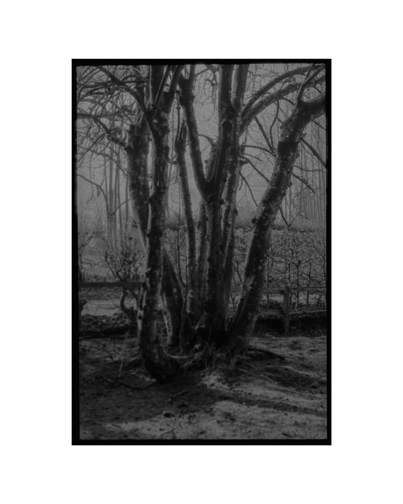 © George Selley - Image from the A Forest is Not a Free Market photography project