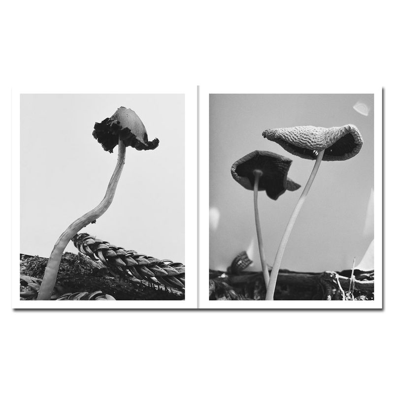 © Ying Ang - Image from the Fruiting Bodies photography project