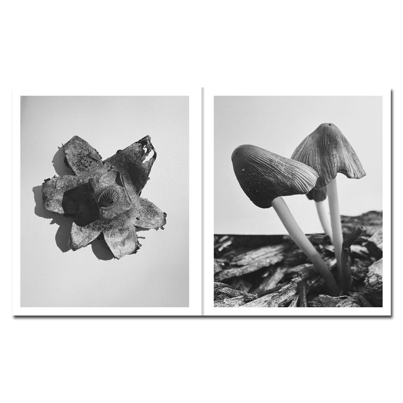 © Ying Ang - Image from the Fruiting Bodies photography project