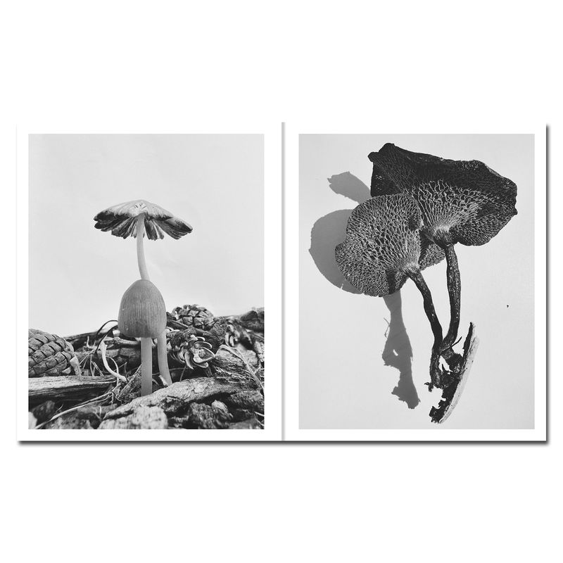 © Ying Ang - Image from the Fruiting Bodies photography project