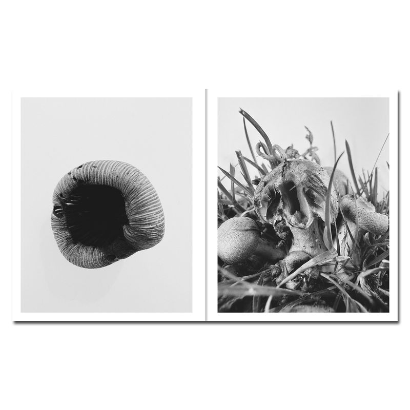 © Ying Ang - Image from the Fruiting Bodies photography project
