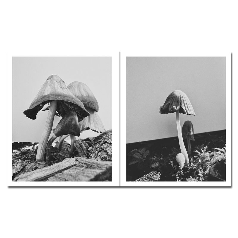 © Ying Ang - Image from the Fruiting Bodies photography project
