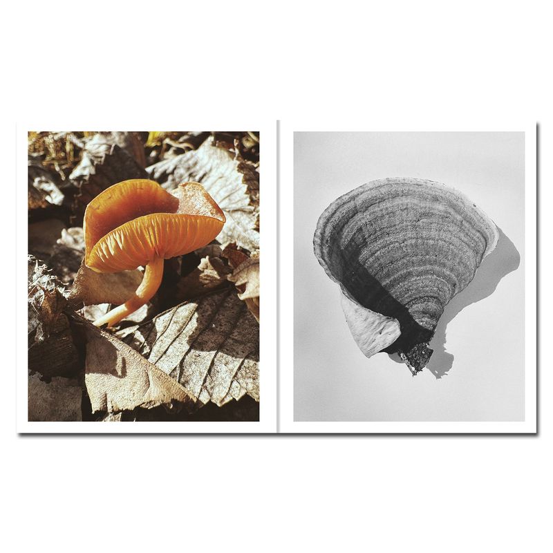 © Ying Ang - Image from the Fruiting Bodies photography project