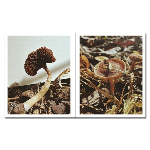 © Ying Ang - Image from the Fruiting Bodies photography project