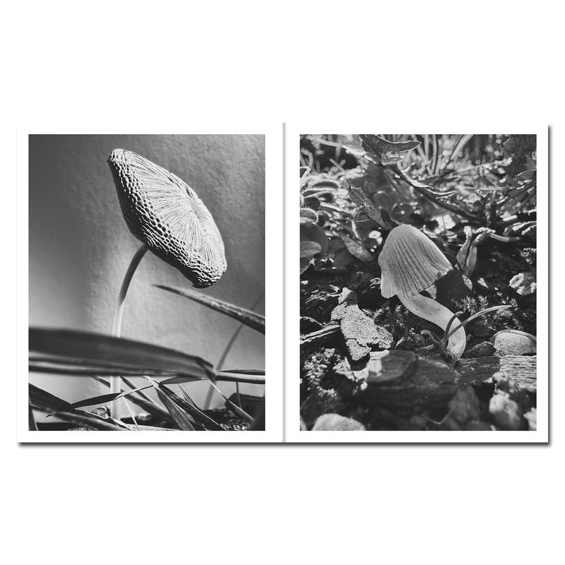 © Ying Ang - Image from the Fruiting Bodies photography project
