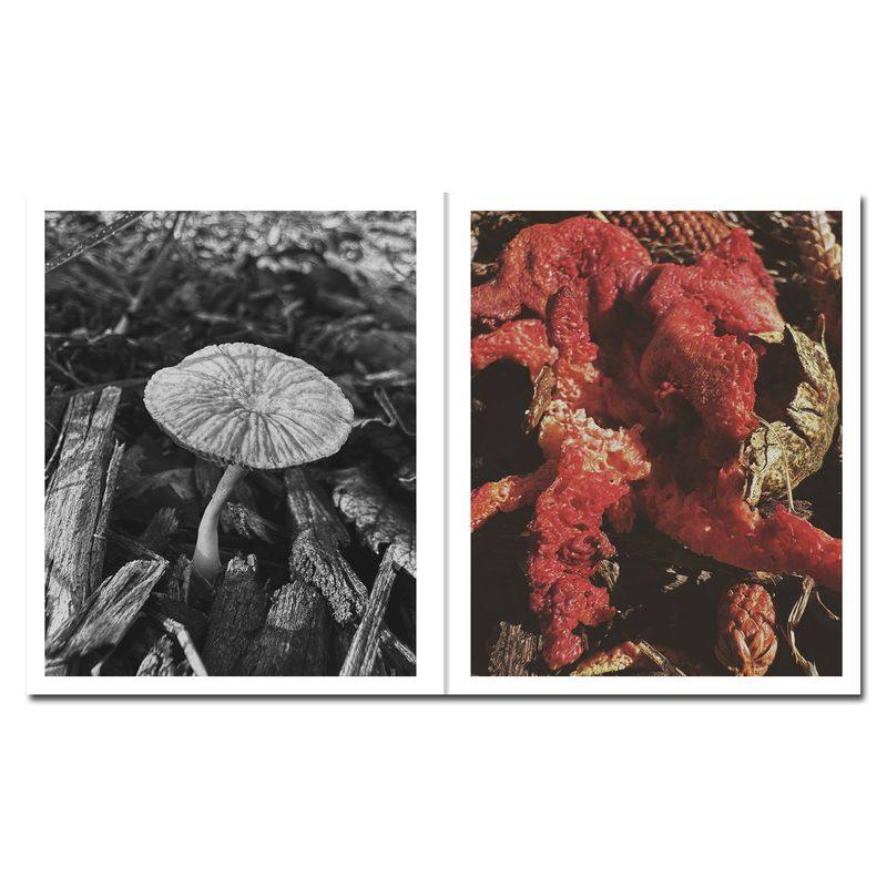 © Ying Ang - Image from the Fruiting Bodies photography project