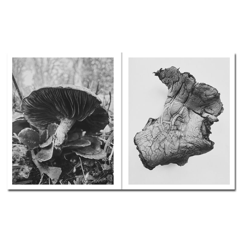 © Ying Ang - Image from the Fruiting Bodies photography project