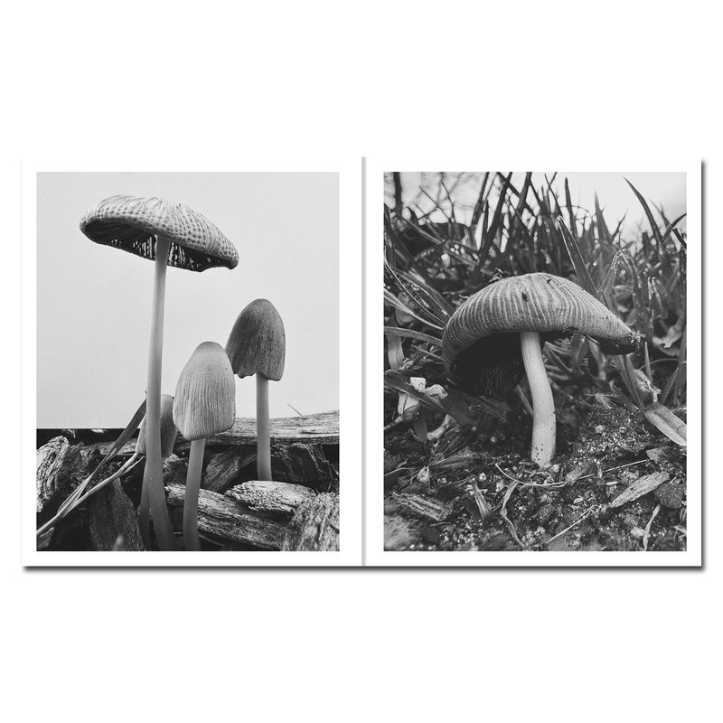 © Ying Ang - Image from the Fruiting Bodies photography project