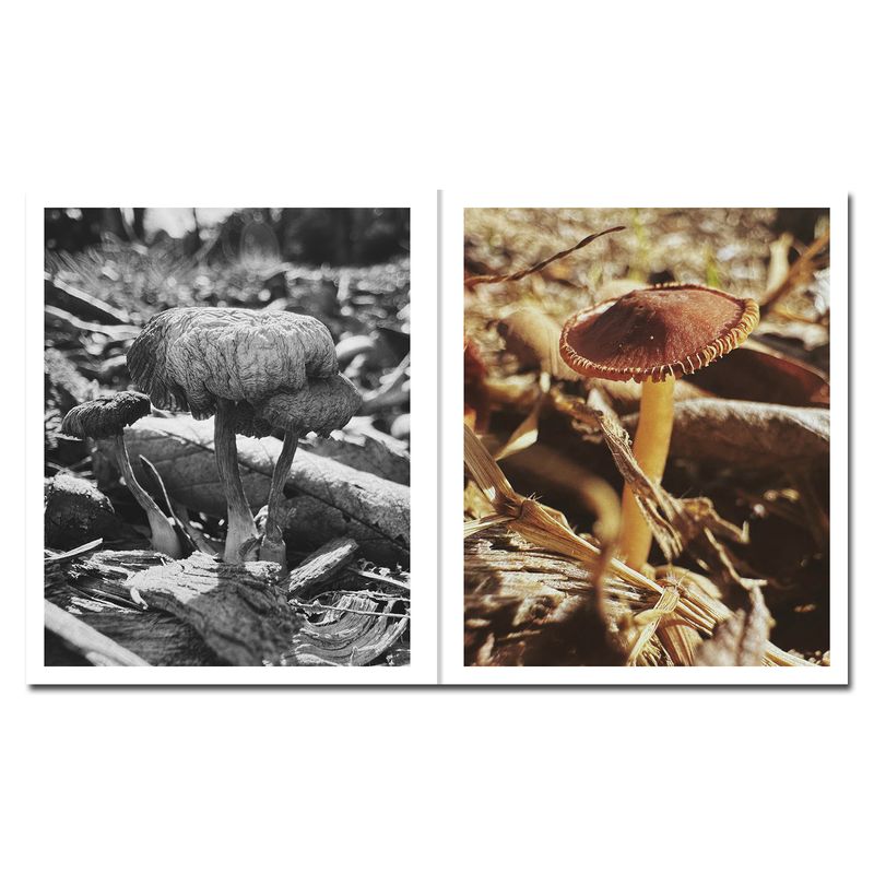 © Ying Ang - Image from the Fruiting Bodies photography project