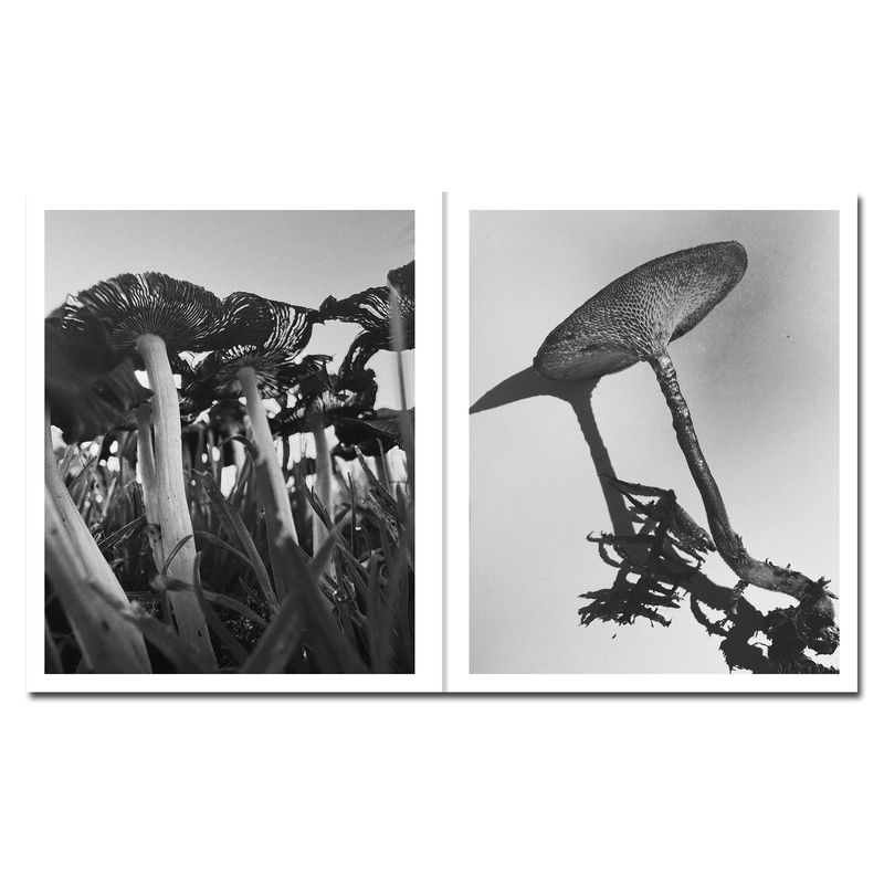 © Ying Ang - Image from the Fruiting Bodies photography project