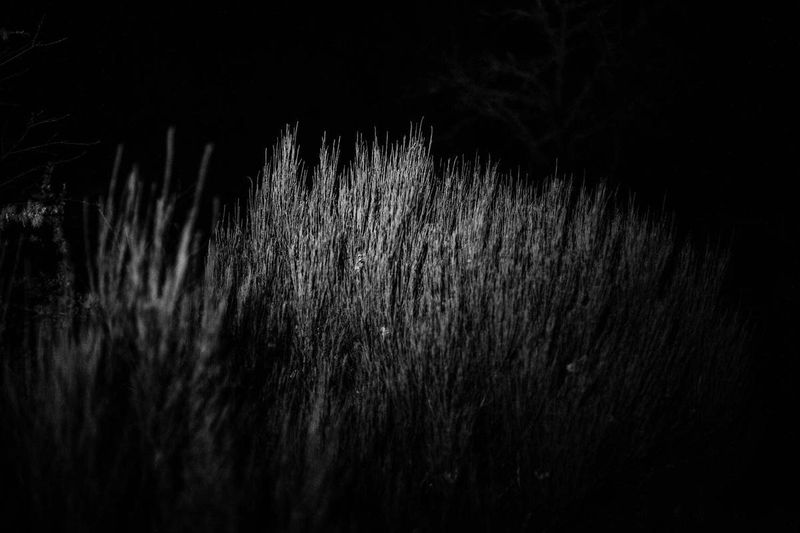 © Laia Abril, from the series, Lobismuller. 2016 Images Vevey Book Award winner