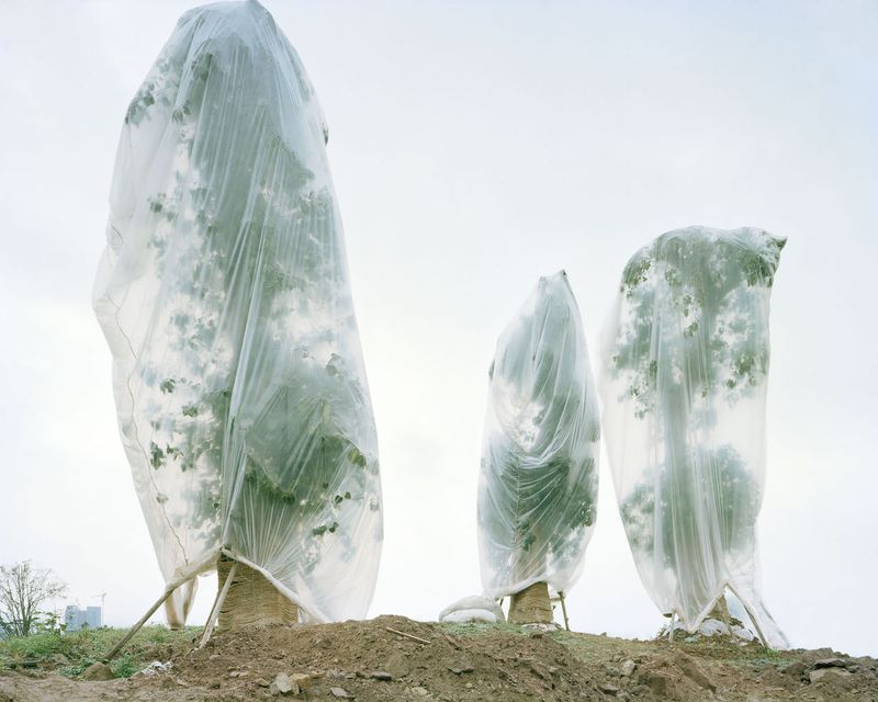 © Yan Wang Preston, from the series Forest