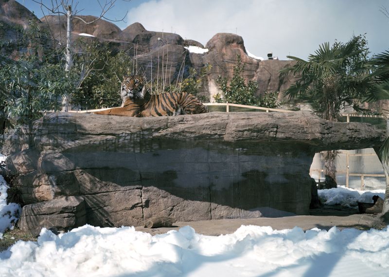 © Yoshinori Masuda, from the book Tiger 2. (Winner of the 2015 Unseen Dummy Award)