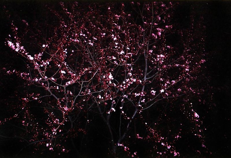 © Ilias Georgiadis, from the series Over|State. 2019 exhibitor