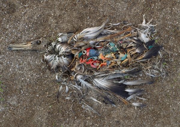 Image from the series Midway: Message from the Gyre by © Chris Jordan