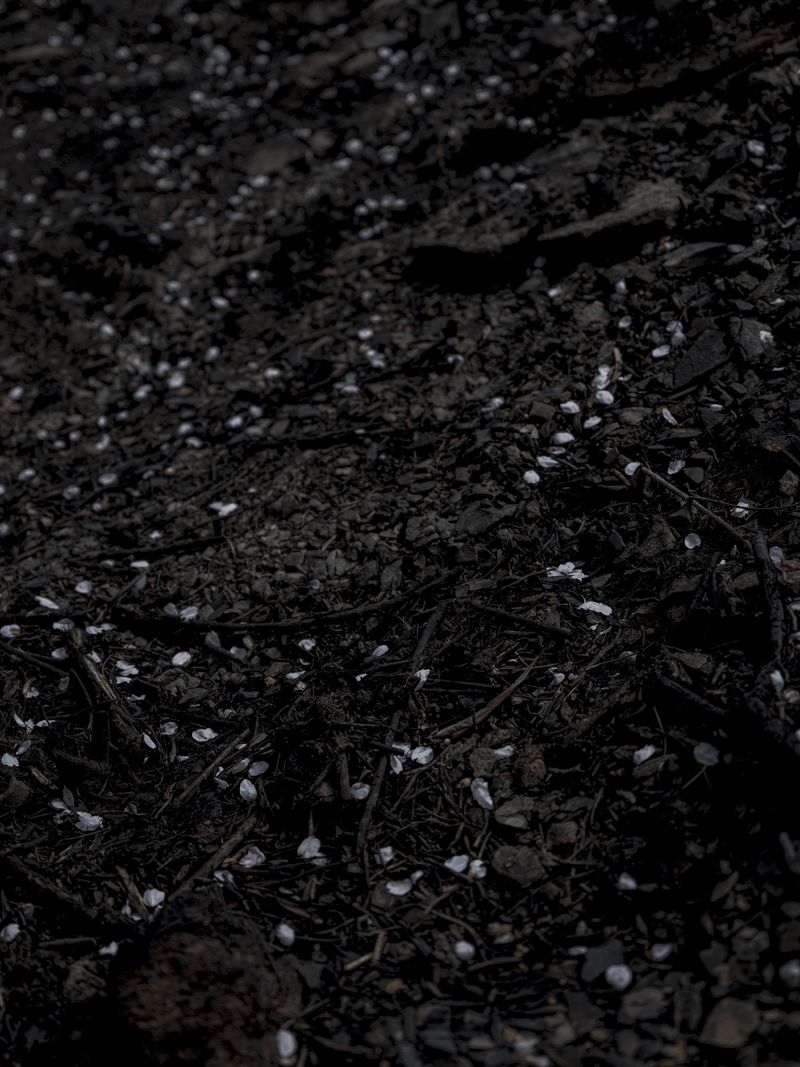 © Elrea Song - Image from the Nostalgia for the moon and the sea photography project