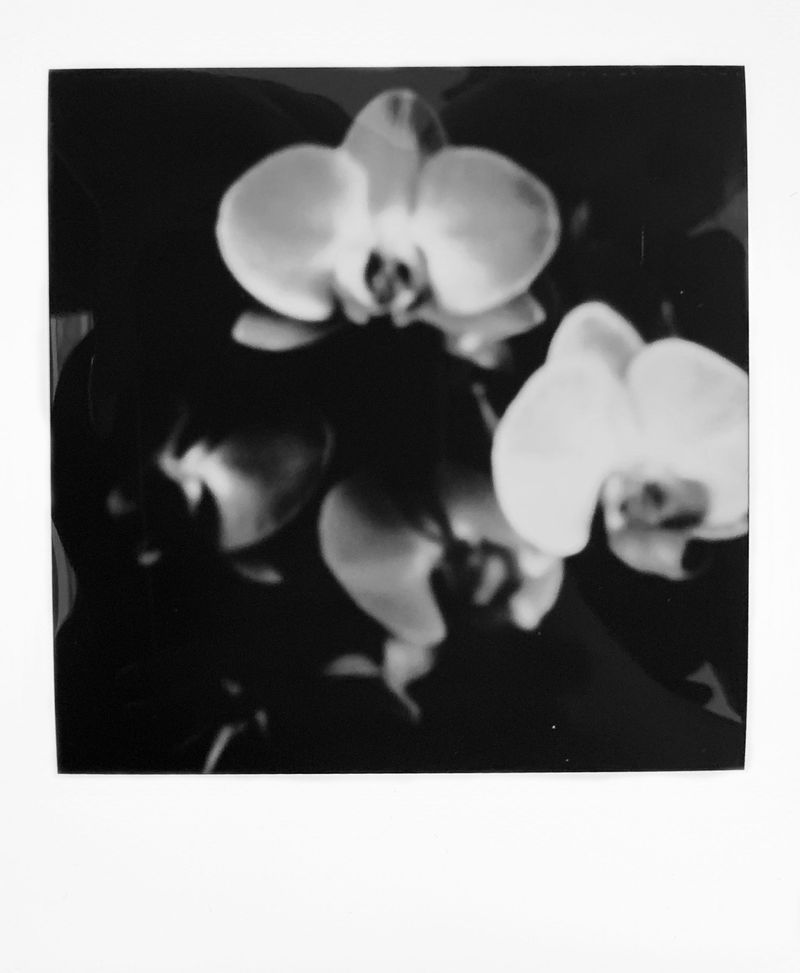 © Kristina Shakht - Image from the Emmi and the orchids photography project