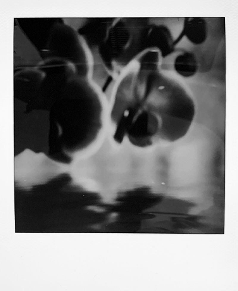 © Kristina Shakht - Image from the Emmi and the orchids photography project