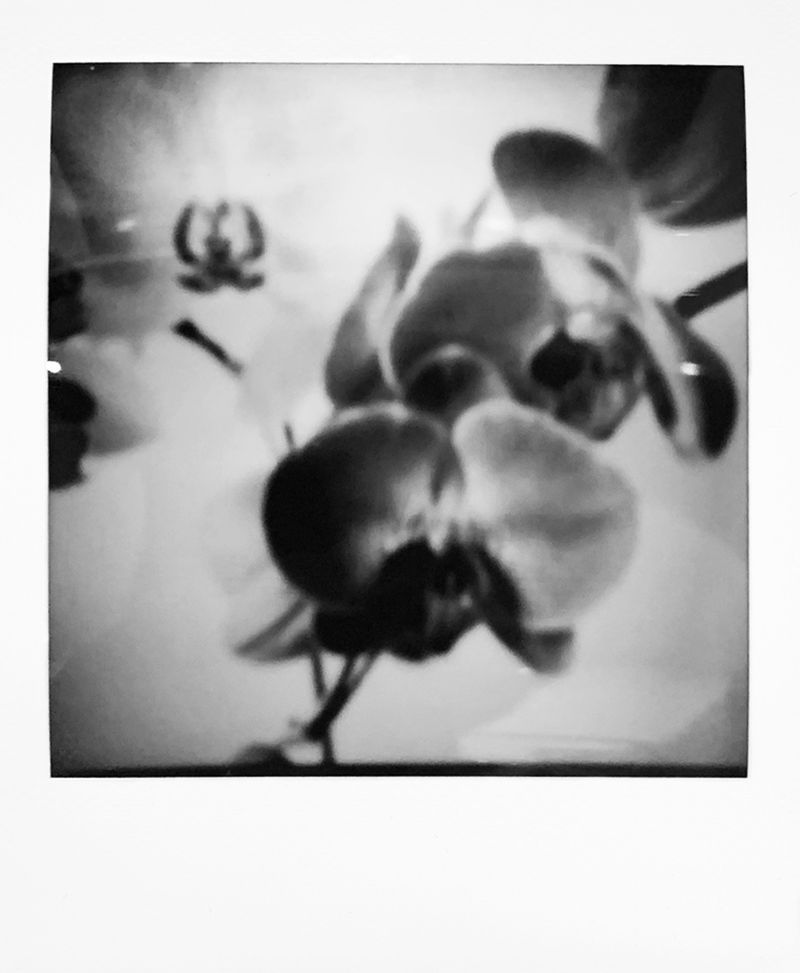 © Kristina Shakht - Image from the Emmi and the orchids photography project