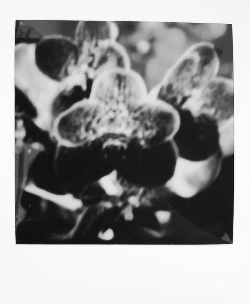 © Kristina Shakht - Image from the Emmi and the orchids photography project