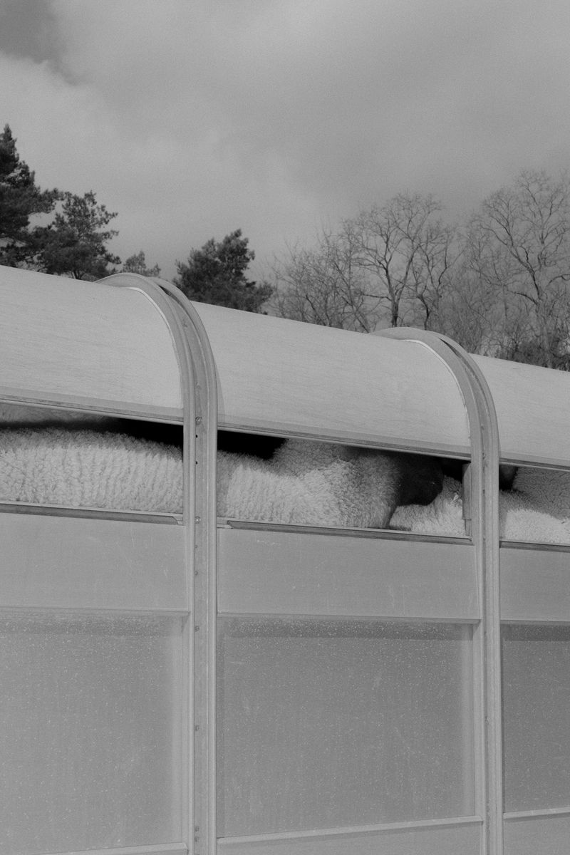 © Hannes Jung - Sheep in trailer before transport to another pasture, near Storkow, Nearby, wolves have killed 18 sheep. April 22th 2019.