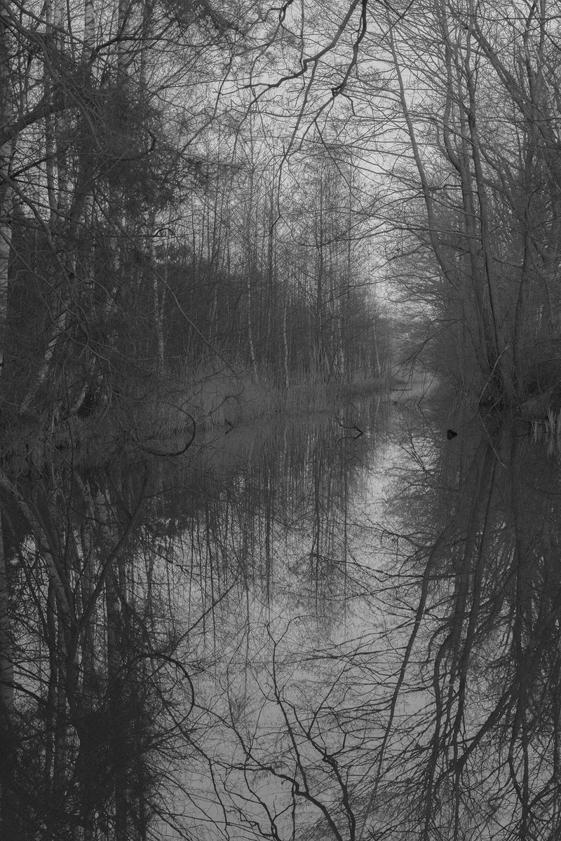 © Hannes Jung - A small stream near the military training area Muskau Heath. Wolves live in the area. Muskau Heath, March 29th 2019.