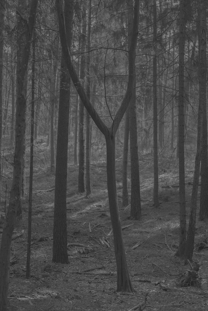 © Hannes Jung - Tree in the forest near Prötzel, Brandenburg. A wolf was killed here on 23 January 1823. Near Prötzle, April 9th 2019.
