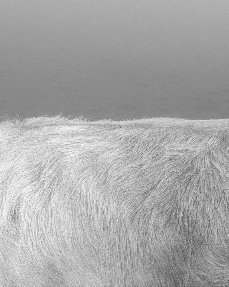 © Hannes Jung - One of Zihnijas cows. Kakanj, November 9th 2017.