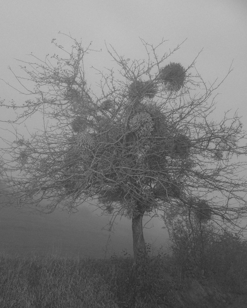 © Hannes Jung - Tree in the mountains, near Zihnijas cows, Kakanj. November 9th 2017.