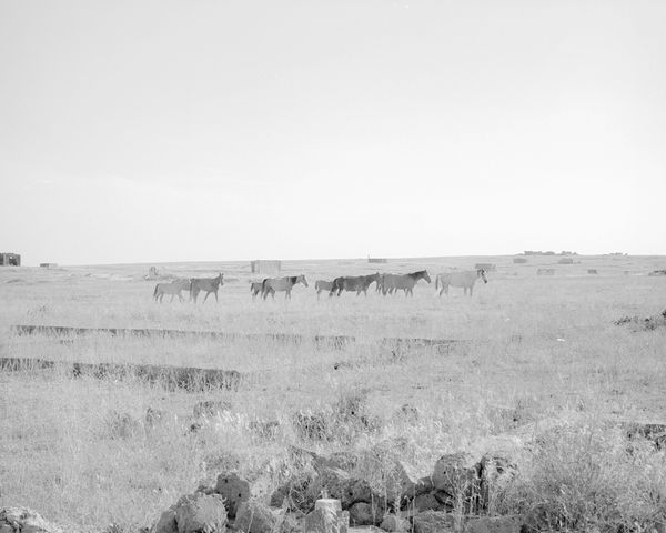 © Alina Bobrova - Horses.