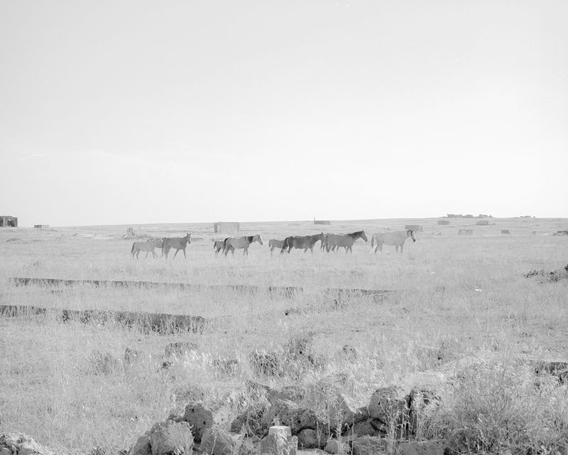 © Alina Bobrova - Horses.