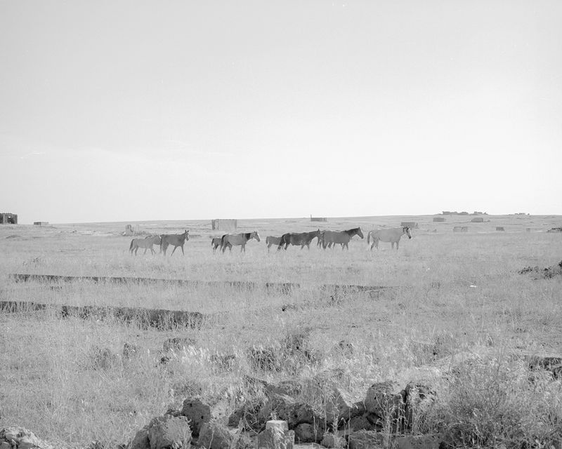 © Alina Bobrova - Horses.