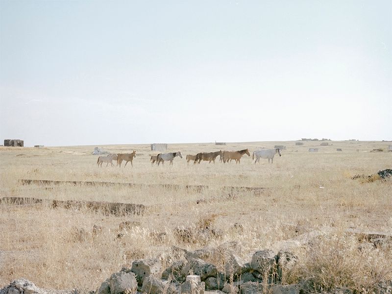 © Alina Bobrova - Horses.