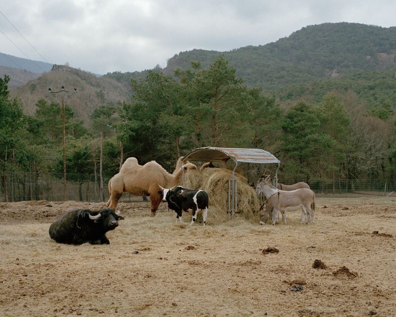 © Naïma Lecomte - Image from the Bergerie De Faucon photography project