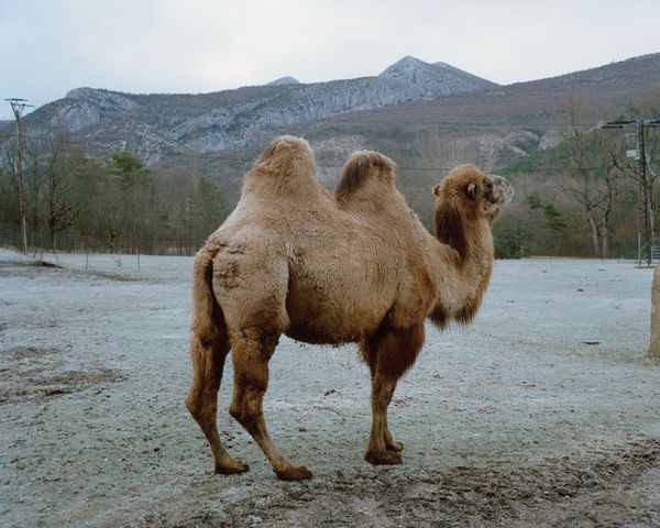 © Naïma Lecomte - Image from the Bergerie De Faucon photography project