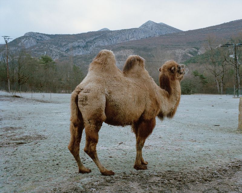 © Naïma Lecomte - Image from the Bergerie De Faucon photography project