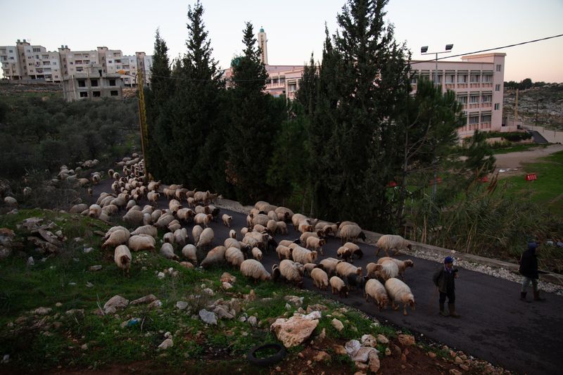 © Yuki Iwamura - Shepherd leads sheep at Homs League Abroad Tripoli Center in Tripoli, Lebanon on Monday, December 24th, 2018.