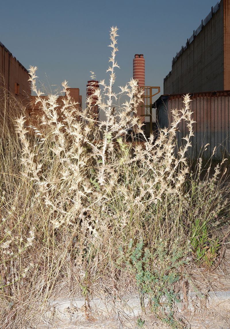 © Leonardo Magrelli - Image from the The Plant photography project